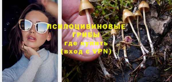 гашик Алексин